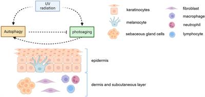 Autophagy plays an essential role in ultraviolet radiation-driven skin <mark class="highlighted">photoaging</mark>